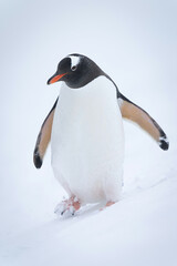 Gentoo penguin waddles down hill in snow