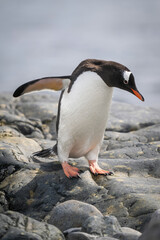 Gentoo penguin waddles over rocks by sea