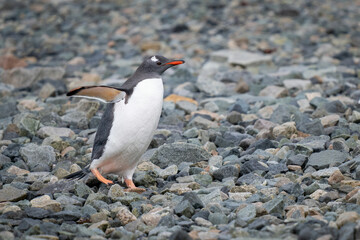 Gentoo penguin waddles over shingle in sunshine