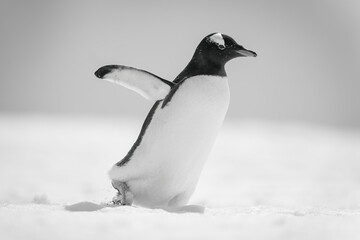 Mono gentoo penguin waddles right across snow