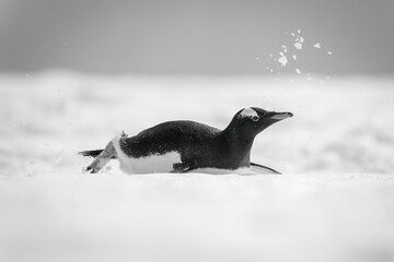 Mono gentoo penguin slides down snowy slope