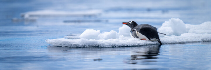 Panorama of gentoo penguin lying on ice