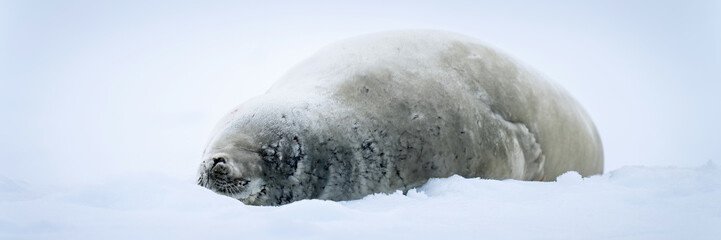 Panorama of crabeater seal sleeping on iceberg