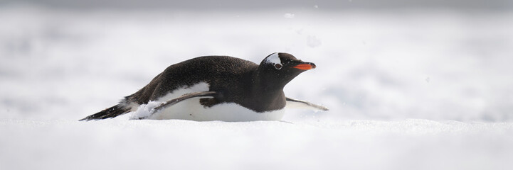 Panorama of gentoo penguin sliding over snow