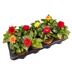 Colored dahlia flowers plant