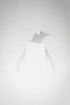 Mono Gentoo Penguin In Snowstorm Facing Camera