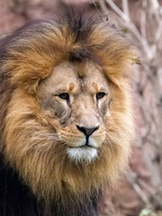 African lion close up face portrait