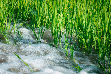Fototapeta na wymiar Watering nature of rice field on rice paddy
