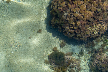 Top view of Sea anemone and algae cover a large rock in the see.