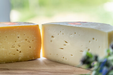 Whole heads of fresh farm cheese on the table. Factory for the production of cheese from milk. Cheese against the backdrop of the countryside