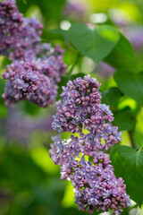Lilac branches close up