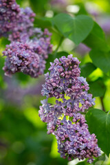 Lilac branches close up