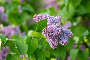 Lilac branches close up