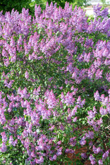 Obraz premium Lilac branches and flowers fill the entire frame