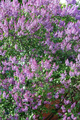 Lilac branches and flowers fill the entire frame
