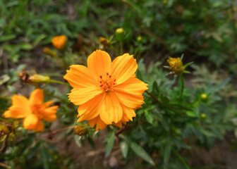 Cosmos sulphureus is a species of flowering plant in the sunflower family Asteraceae, also known as sulfur cosmos and yellow cosmos.