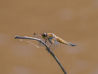 Vierflecklibelle (Libellula quadrimaculata)