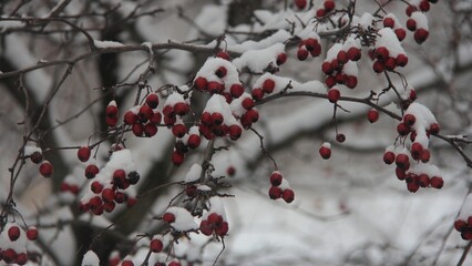 red berries on snow