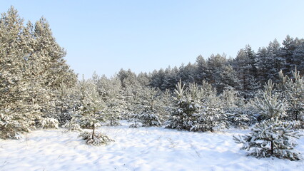snow covered pine tree