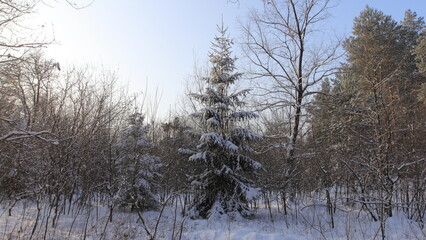 forest in winter