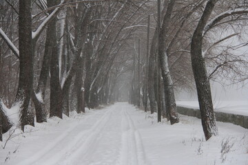 snow covered trees