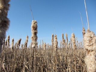 reeds in the wind