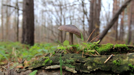 mushrooms in the forest