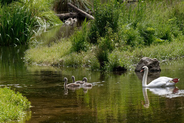 Cygne et ses petits au bord de l'orge
