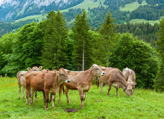 Fototapeta na wymiar Group of cows graze in the spring in Ahorn in the beautiful green swiss mountain region of Appenzell