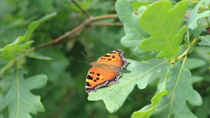 butterfly on leaf