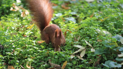 Obraz premium squirrel in the forest