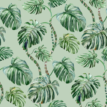 Seamless summer watercolor pattern with monstera leaves on a light green background
