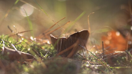 butterfly on the ground