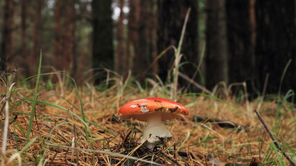 fly mushroom