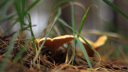 mushroom in the grass