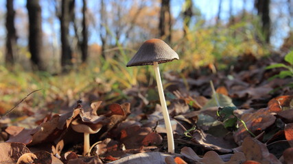 mushroom in the forest