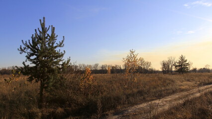 sunset in the forest