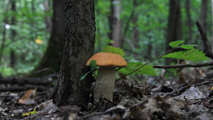 mushroom in the forest