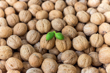 pair of young green nuts against the background of old walnuts