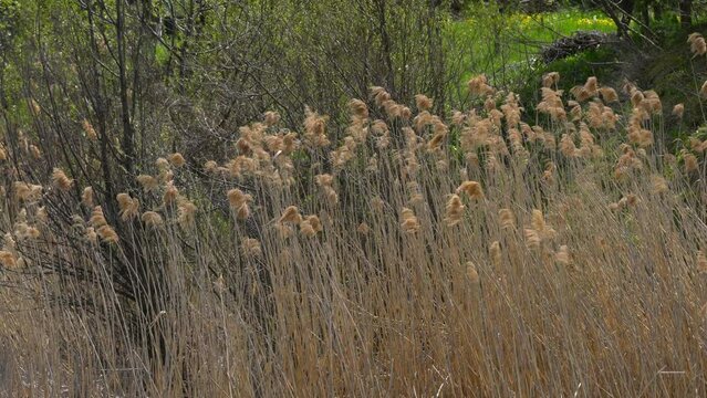 Dry wetland grass on lake in slight breeze - (4K)