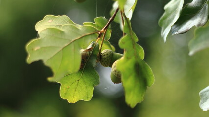 green oak leaves