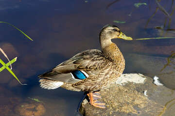 Mallard duck stands on the rocks near the river