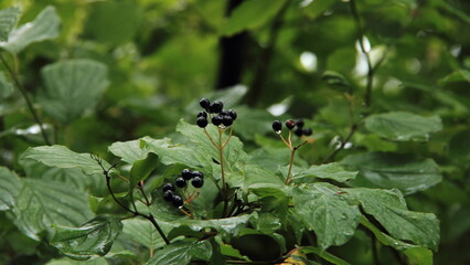 black and white spider