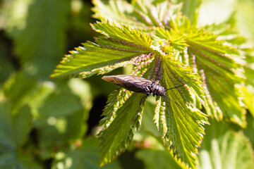 ein kleines Insekt genießt die Sonnenstrahlen auf einem Blatt