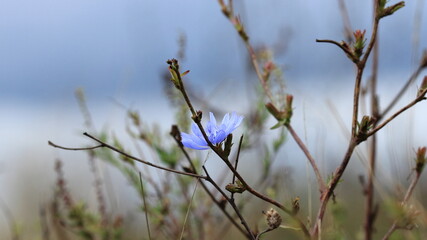 reeds in the wind