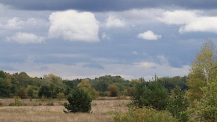 forest in the mountains