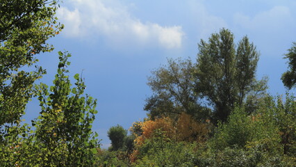 trees and sky