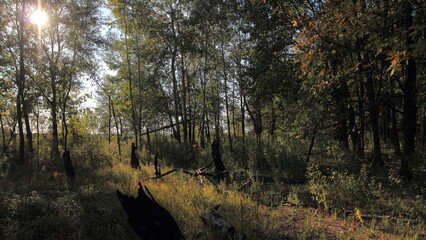 morning in the woods