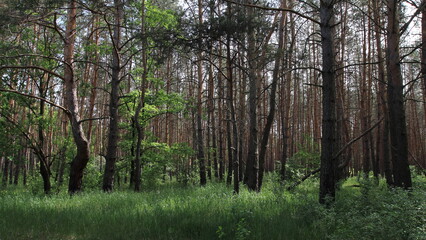 Obraz premium trees in the forest