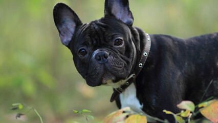 french bulldog puppy